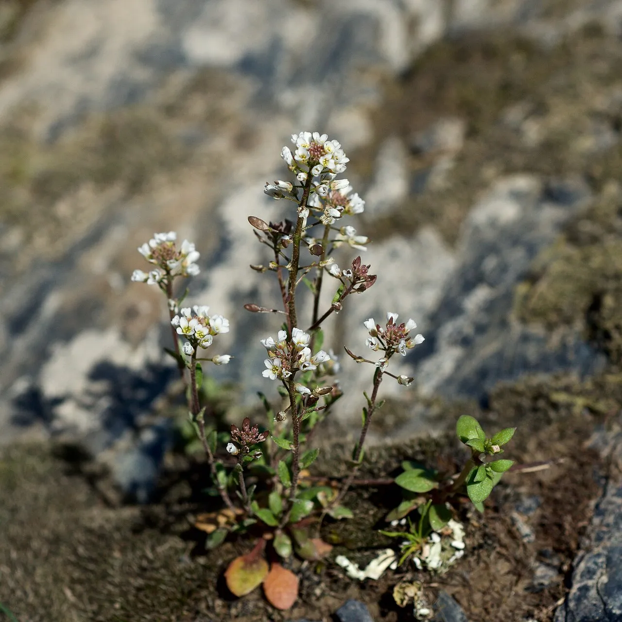 Shortpod Draba — photo by Eric Hunt