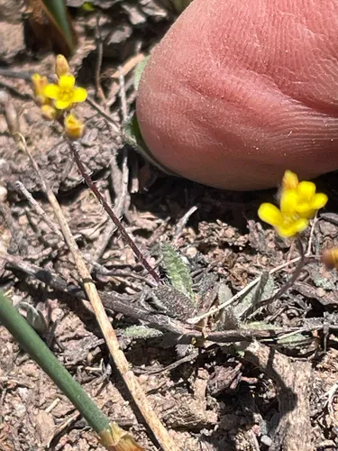 Shortstyle Draba — photo by crothfels