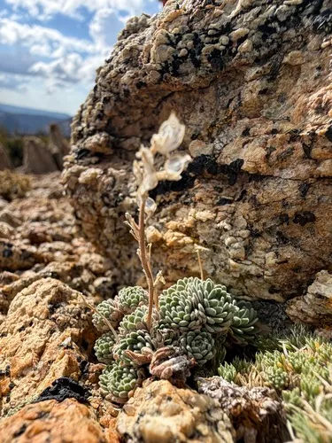 Cushion Draba — photo by Molly J. Ferry