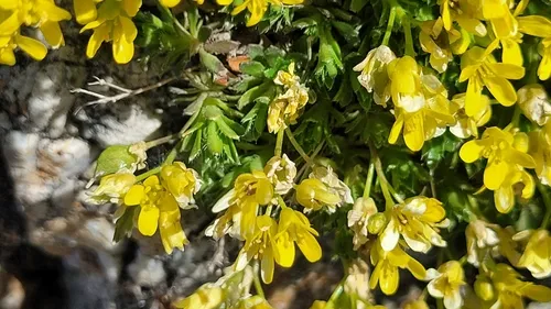 Snowbasin Draba — photo by Heather Root