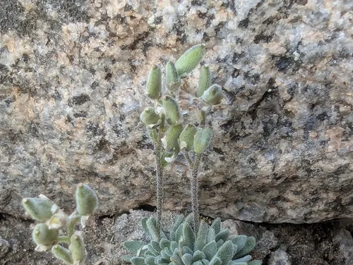 California Draba — photo by Peri Lee Pipkin