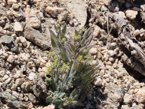Southern California Draba — photo by cddowell