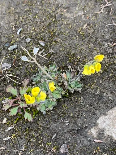 Flat-top Draba — photo by Anthony B. Zerafa