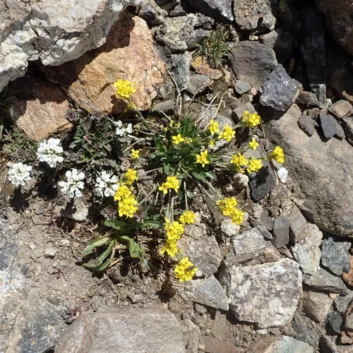 Thickleaf Draba — photo by Sue Janssen