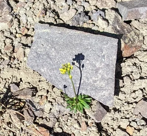 Snowbed Draba — photo by Scott F Smith