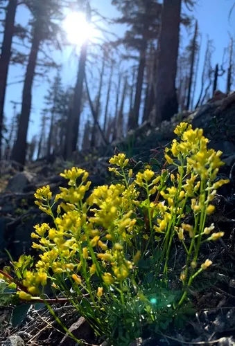Mineral King Draba — photo by Duncan Bell