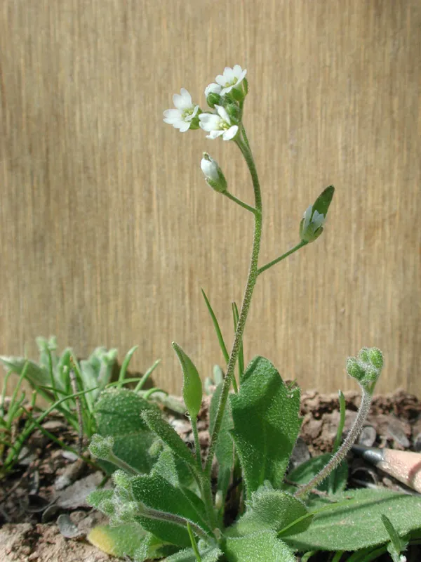 Sonora Draba (var. sonorae) — photo by Mike