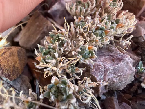 Denseleaf Draba — photo by Zach Earl
