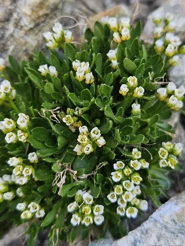 Austrian Draba