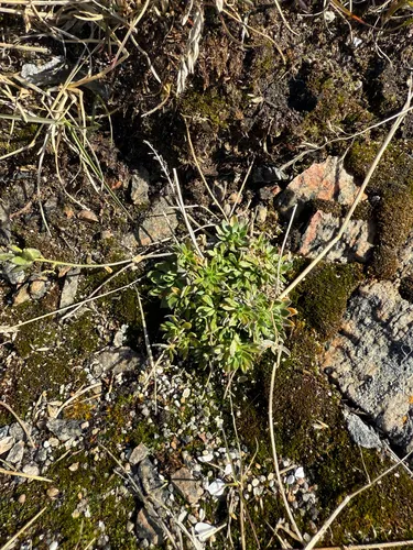 Smooth Draba — photo by Ingvild Riska