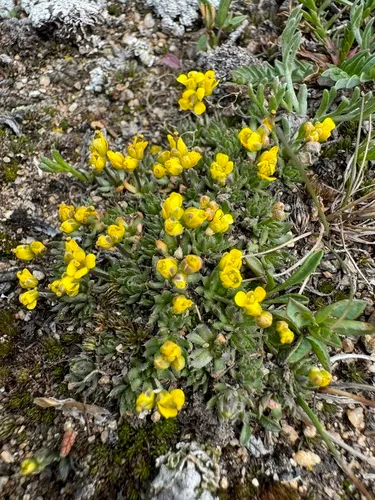 Beavertip Draba — photo by FrontRangeWildflowers