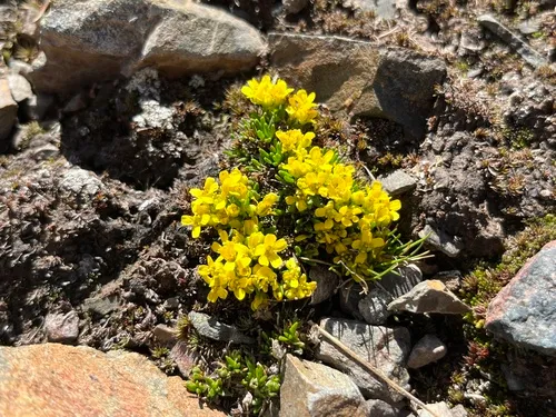 Rocky Mountain Draba — photo by Alec McKeand