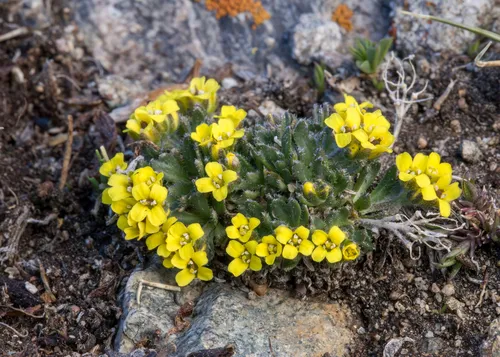 Gray's Draba — photo by Ernie Marx