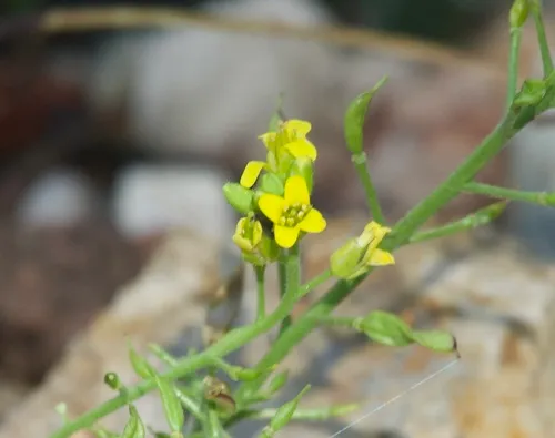 Blumer's Draba (var. blumeri) — photo by jmbearce