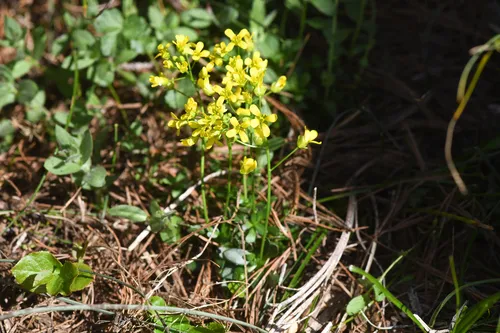Rosette Draba — photo by Trevor Van Loon