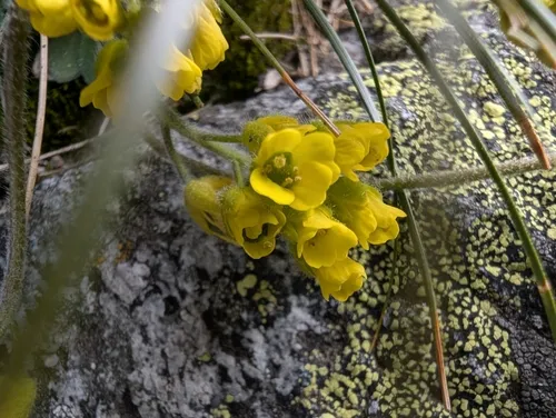 Yellowstone Draba — photo by julegust