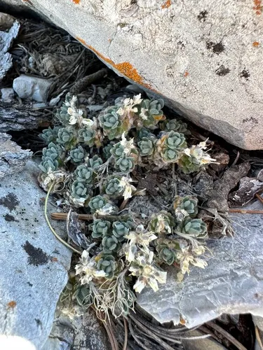 Jaeger's Draba — photo by possiblybuddha