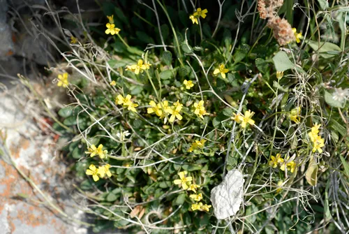 Kass' Draba — photo by springlake1