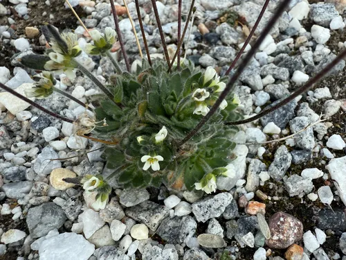 Milky Draba — photo by Ingvild Riska