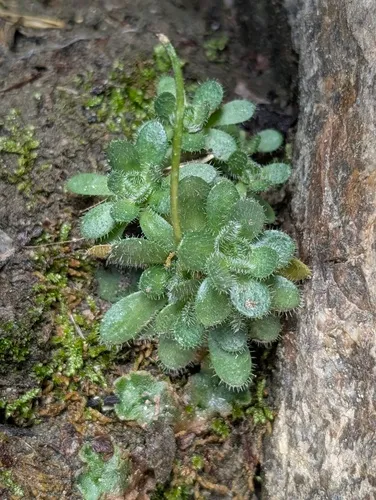 Granite Draba — photo by Trevor Van Loon