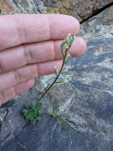 Lancepod Draba (var. lonchocarpa) — photo by mariajj