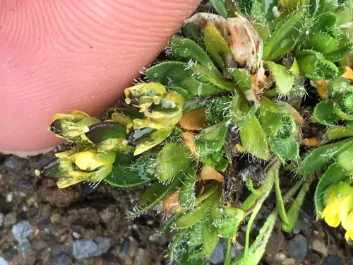 Macoun's Draba — photo by Cristina