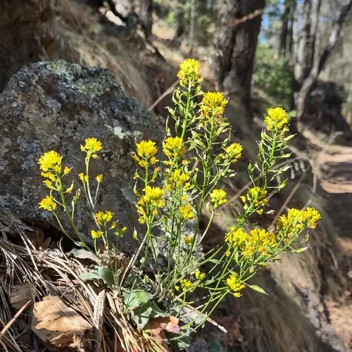 Mogollon Mountain Draba — photo by Andrew Tree