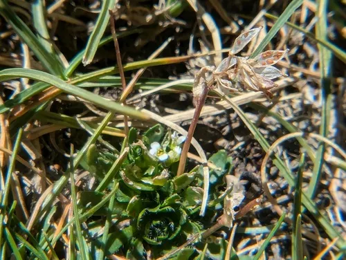 Mono Draba — photo by mariajj