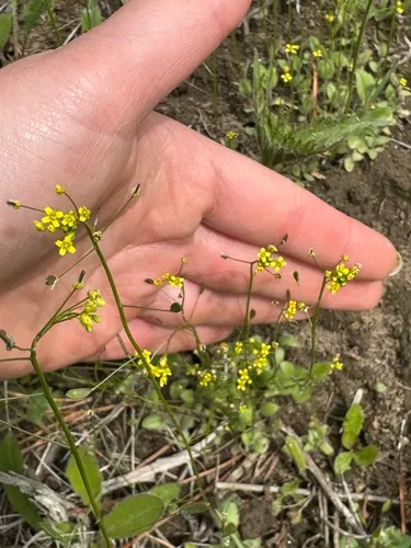 Woodland Draba — photo by Netsvetova Elizaveta