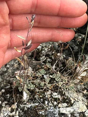 Yellow Arctic Draba — photo by Claire Dutilleul