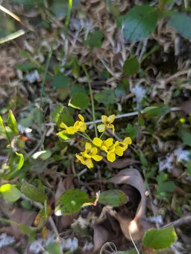 Ogilvie Range Draba — photo by Avery Bartels