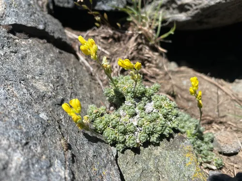 Fewseed Draba — photo by Christian Schwarz
