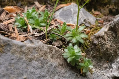 Limestone Draba — photo by Will Pearce