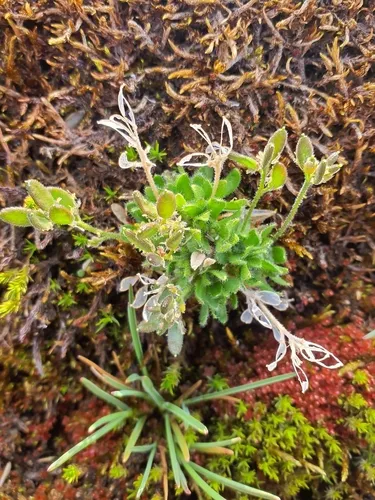 Fewflower Draba — photo by Игорь
