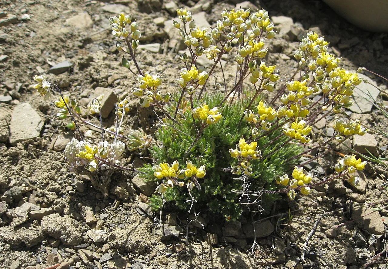 Trelease's Draba (var. treleasii) — photo by brewbooks from near Seattle, USA