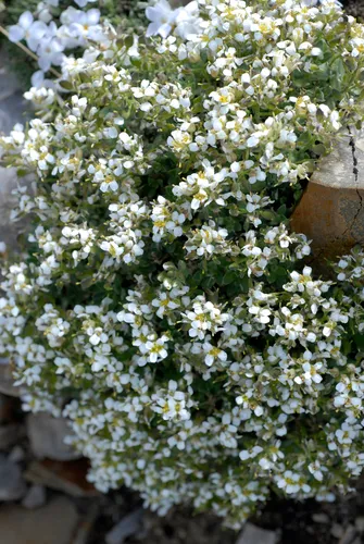 Schell Creek Draba — photo by springlake1