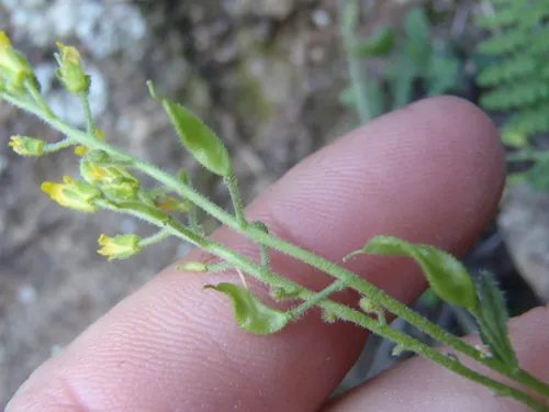 Santa Rita Mountain Draba — photo by Dan Beckman