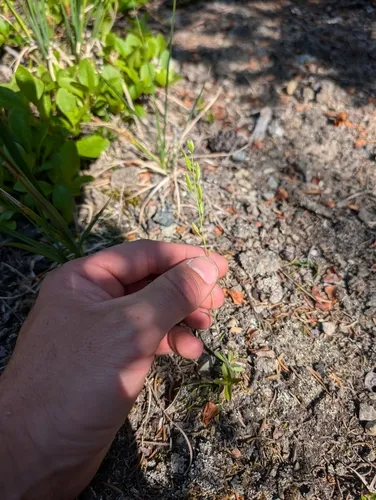 Tall Draba — photo by Denny Bohmer