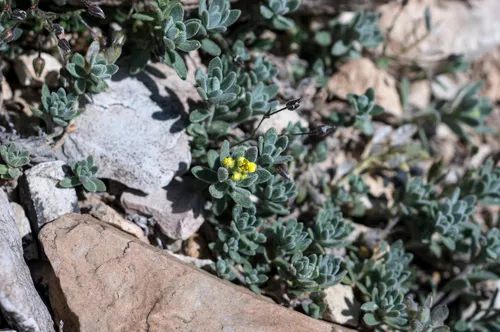 Tushar Mountain Draba — photo by springlake1