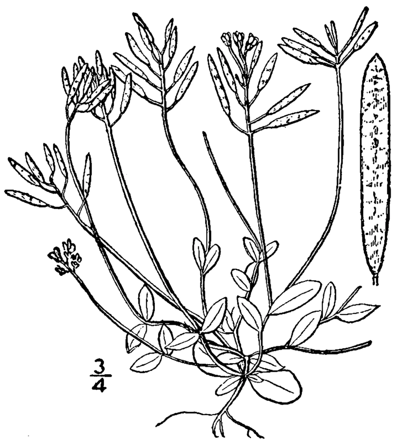 Carolina Draba — photo by Britton, N.L., and A. Brown. 1913. An illustrated flora of the northern Unite…
