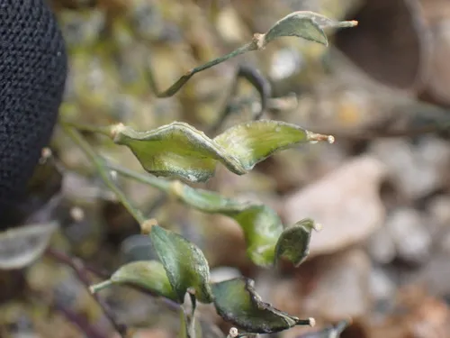 Sharsmith's Draba — photo by Aaron Echols