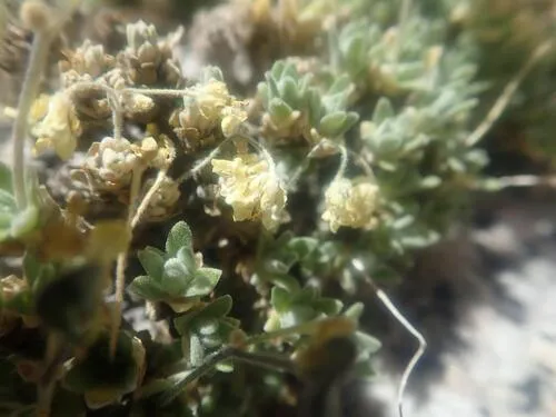 Sierra Draba — photo by mariajj