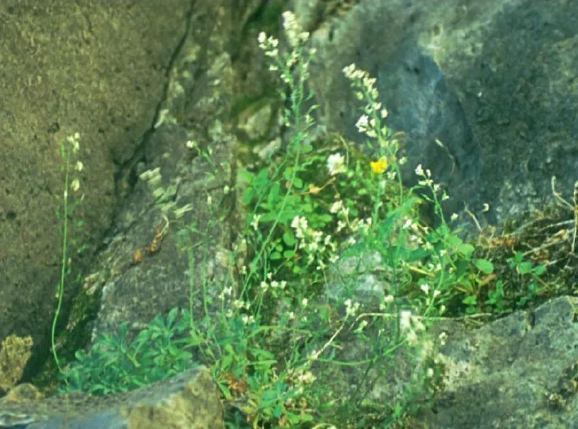Smith's Draba — photo by J. A. R. Ladyman