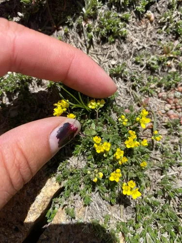 Ball Draba — photo by Abby Orosz