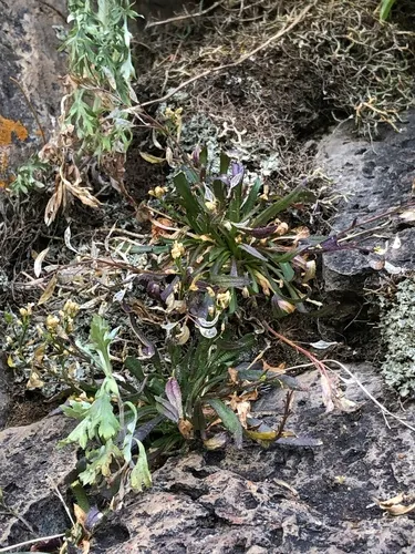 Standley's Draba — photo by Nathan Taylor