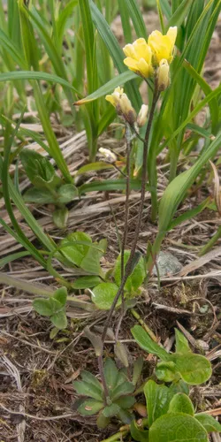 Alaska Draba