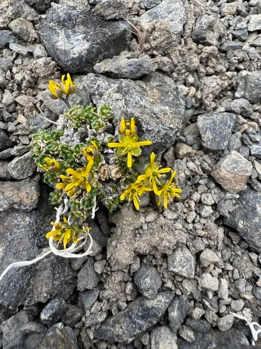 Anadyr Draba