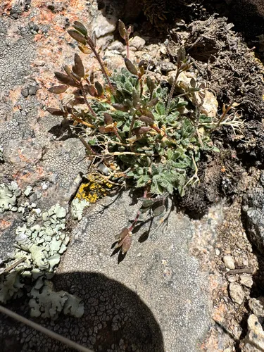 Alpine Tundra Draba