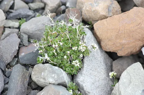 Ellesmereland Whitlowgrass — photo by davidsav