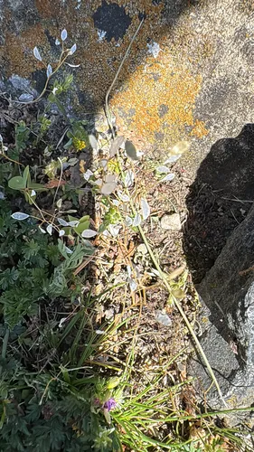 Spring Draba — photo by emmsch300499